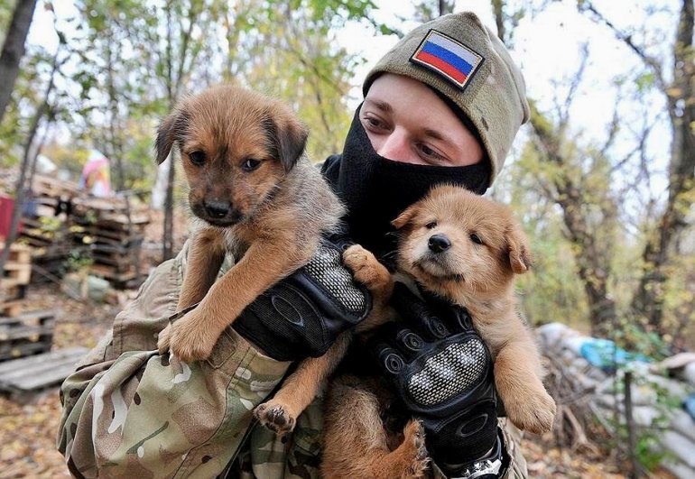 На передовой бойцы СВО подбирают брошенных собак и кошек